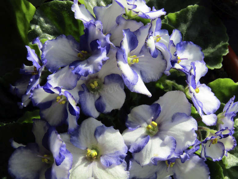 紫罗兰花朵摄影图片