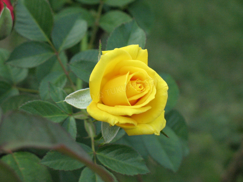 一朵黄玫瑰摄影图片