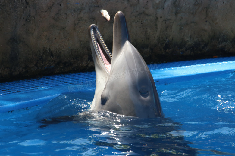 可爱海豚进食图片
