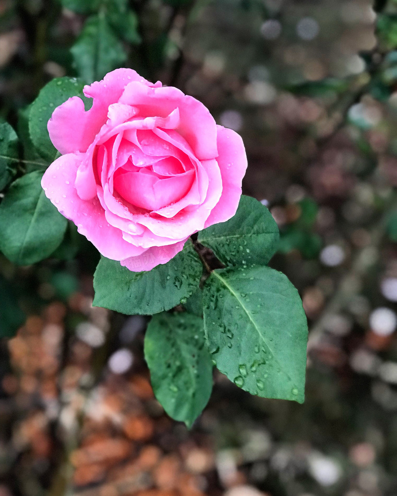 粉色玫瑰花花开唯美图片