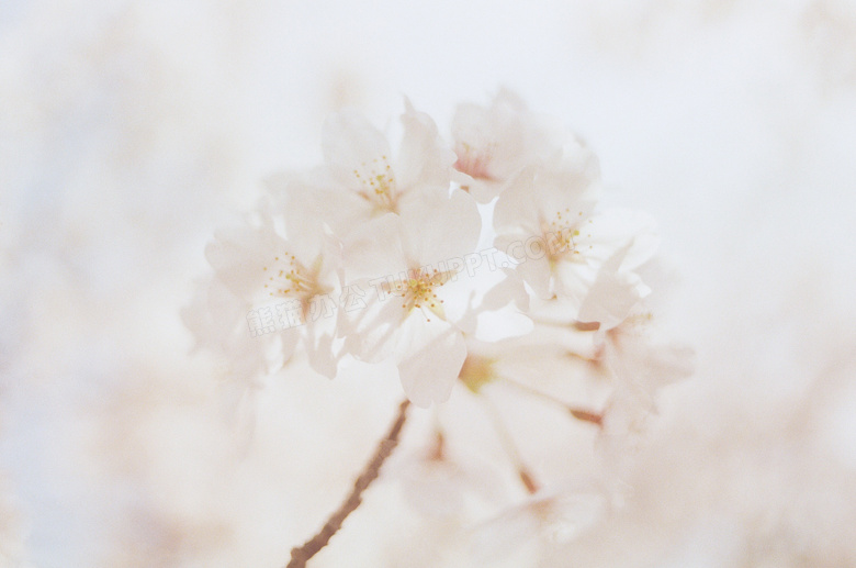白色桃花唯美图片