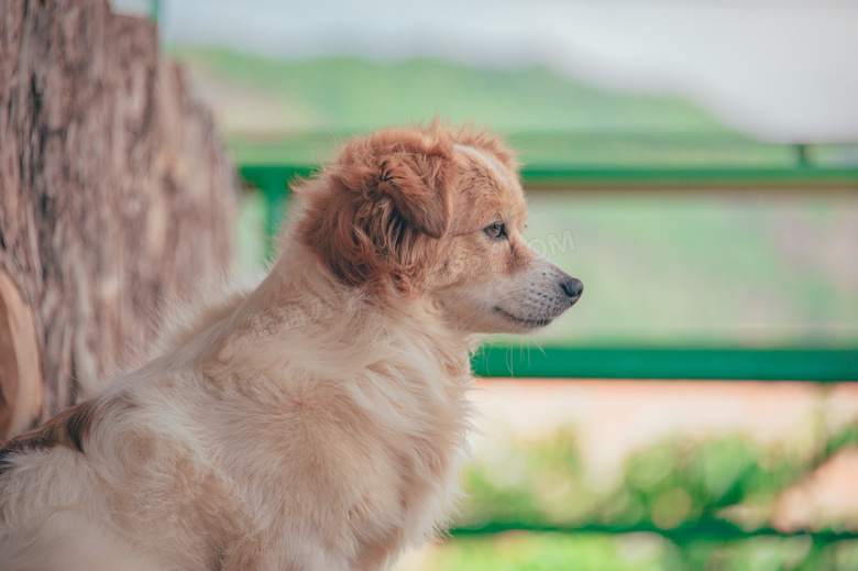 成年犬摄影图片