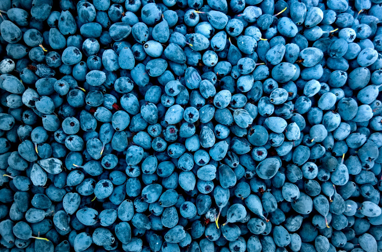 新鲜蓝莓浆果图片