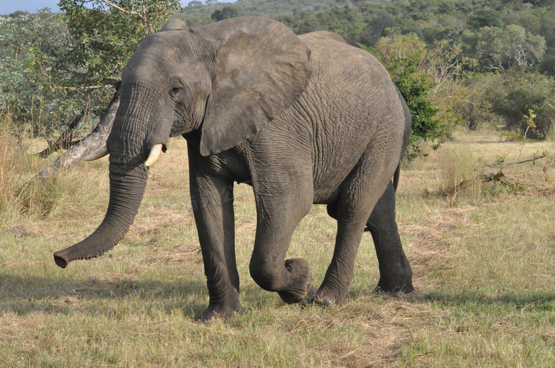 南非野生大象图片