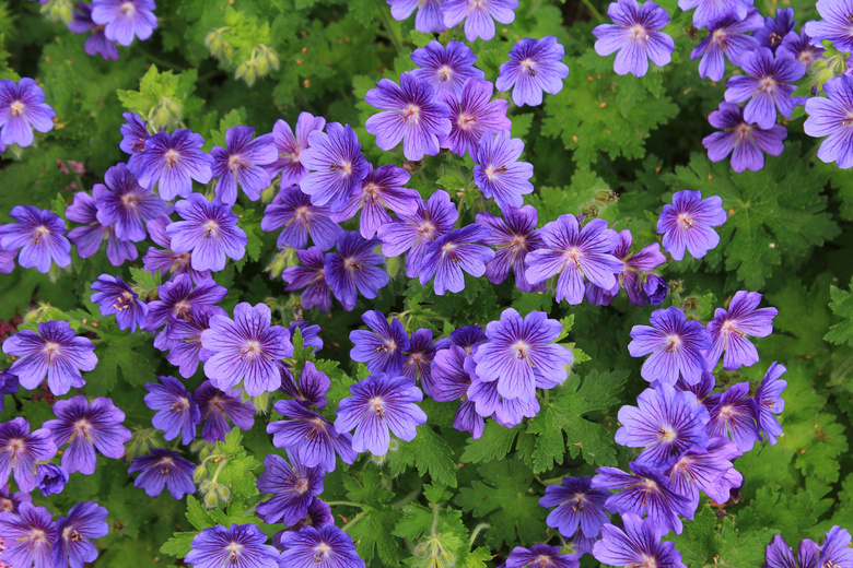 盛开紫色天竺葵图片