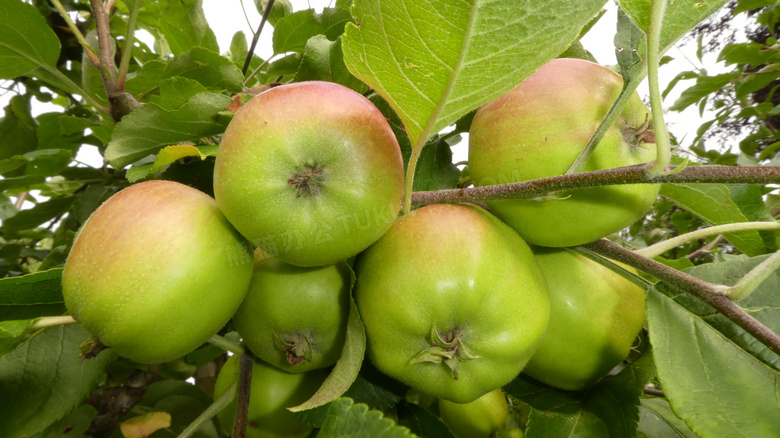 苹果树绿色苹果图片