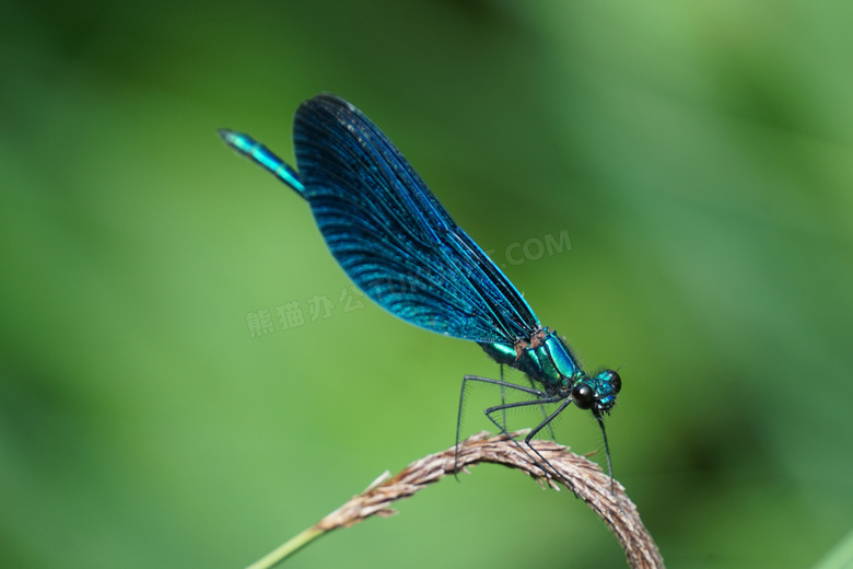 蓝色蜻蜓品种图片