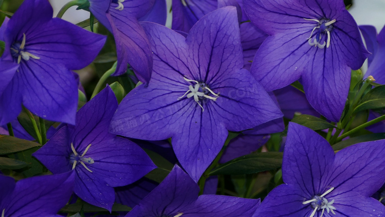 蓝紫色鲜花摄影图片