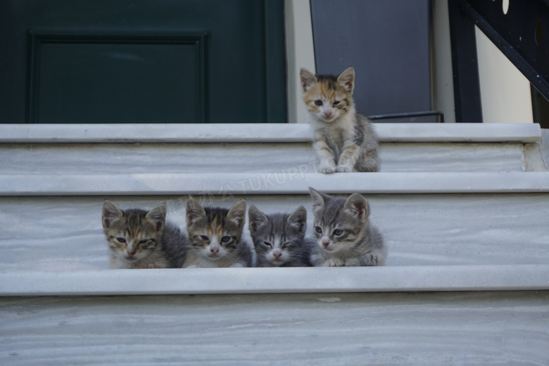 五只可爱小猫图片
