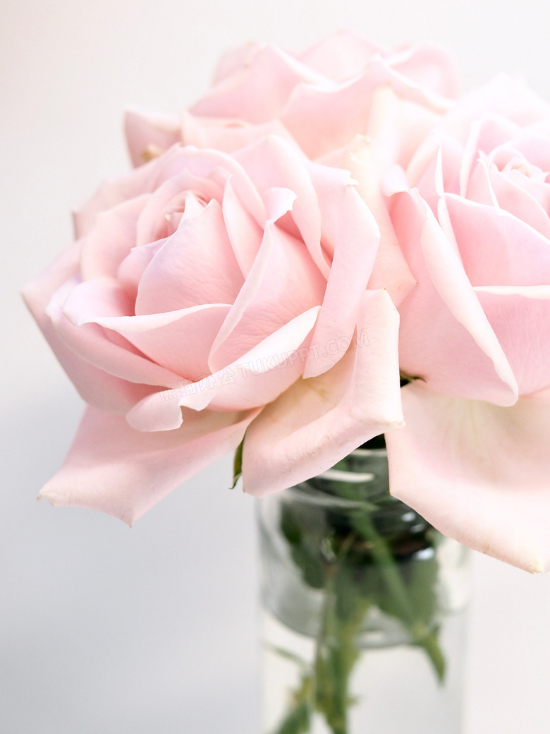 漂亮的粉色玫瑰花图片