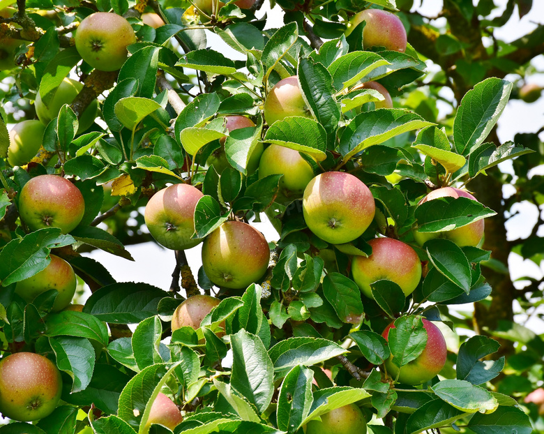长满苹果的苹果树图片