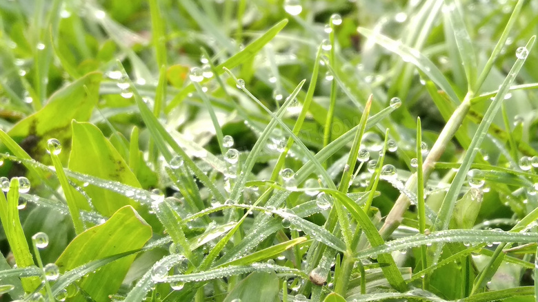 雨珠绿草背景图片