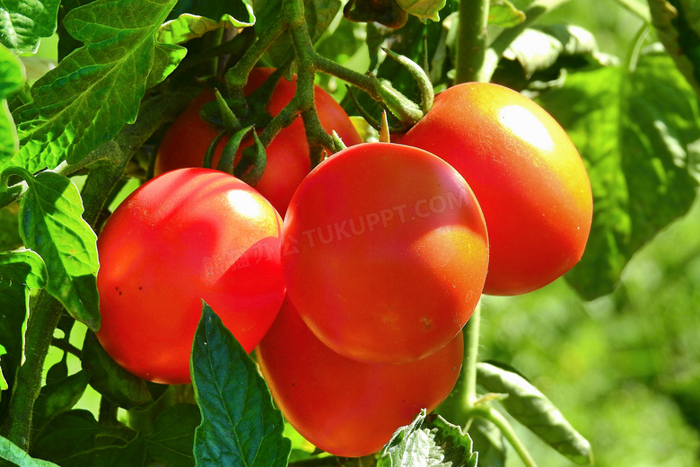 阳光下西红柿图片