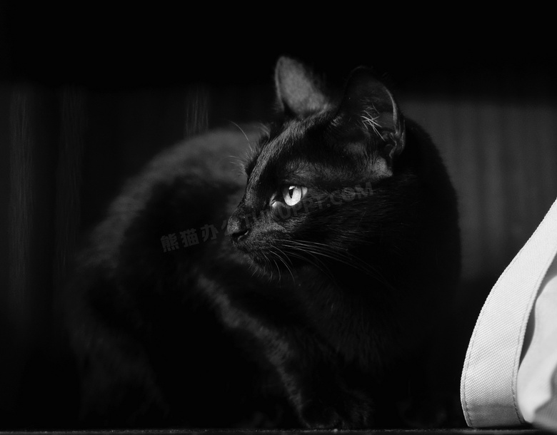 一只可爱黑猫图片