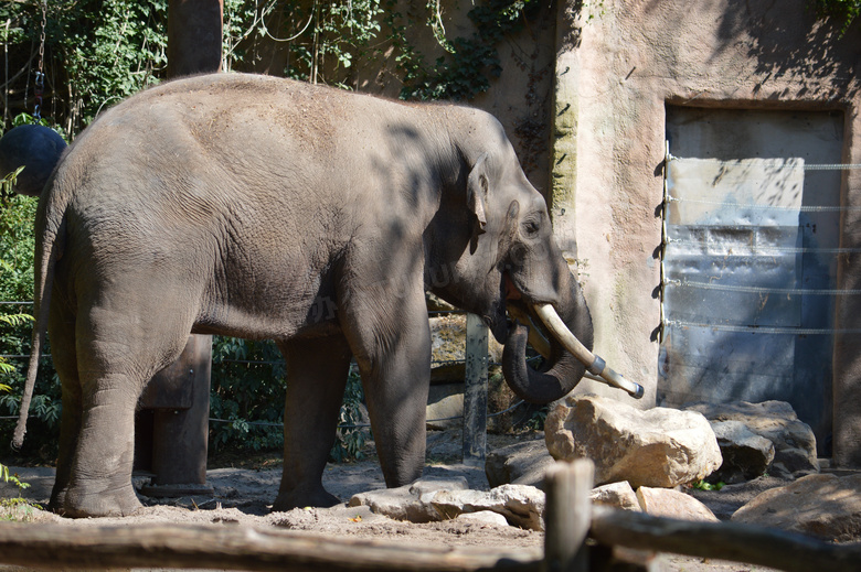 泰国动物大象图片