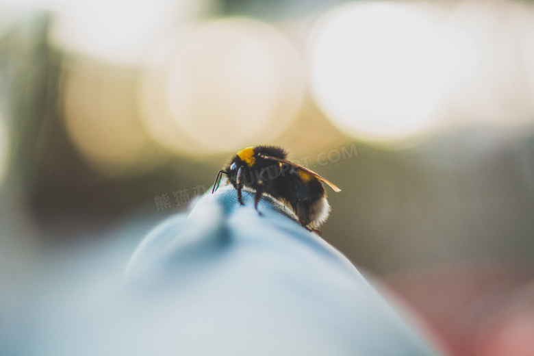 蜜蜂嗡嗡摄影图片