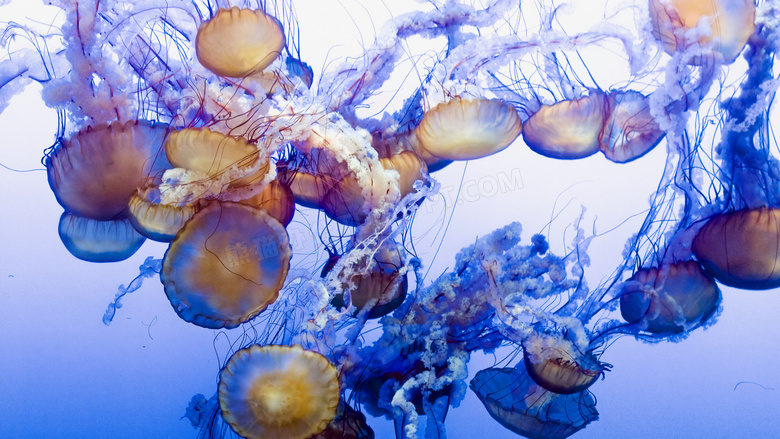 水母群高清摄影图片