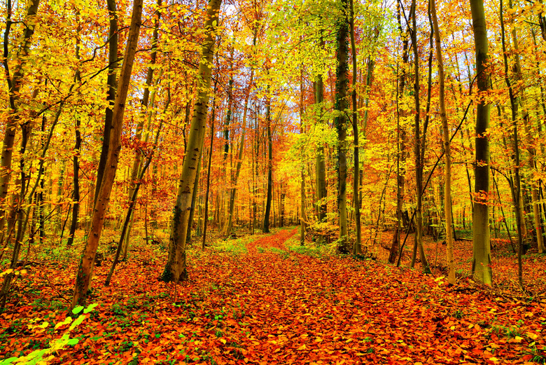 秋天黄树林风景图片