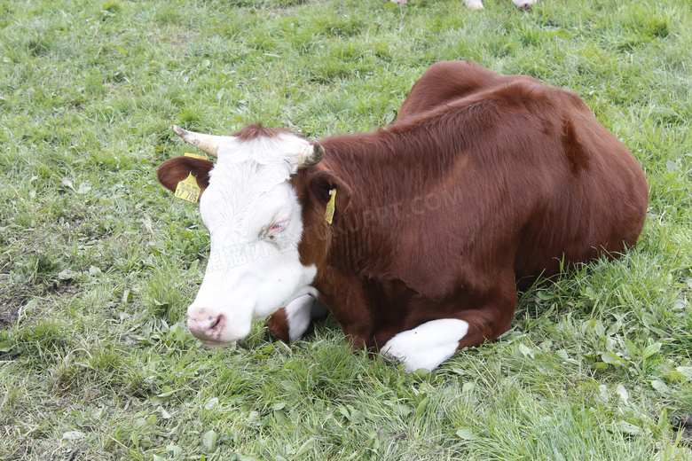 草原棕色奶牛图片
