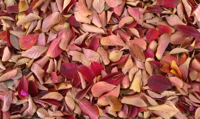 秋季红色落叶图片