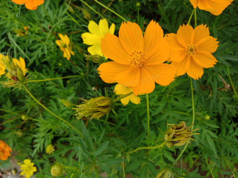 小雏菊花朵壁纸图片