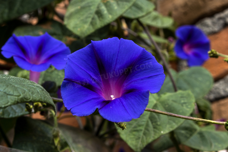 蓝色牵牛花花朵图片