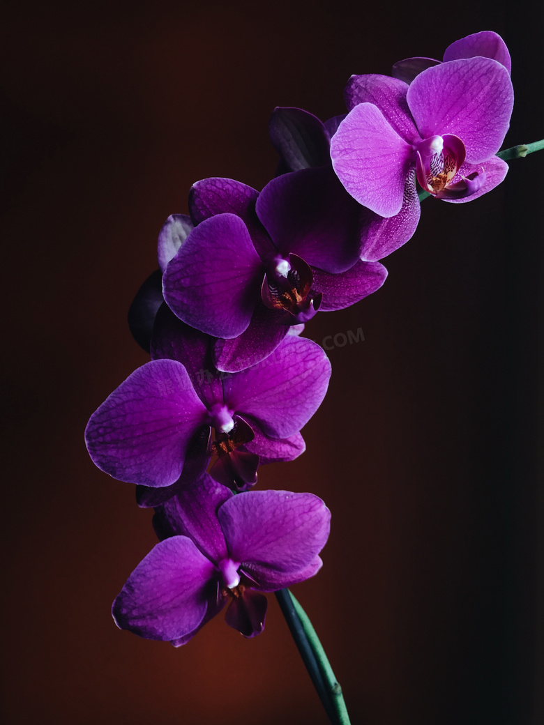 蝴蝶兰紫闪电图片