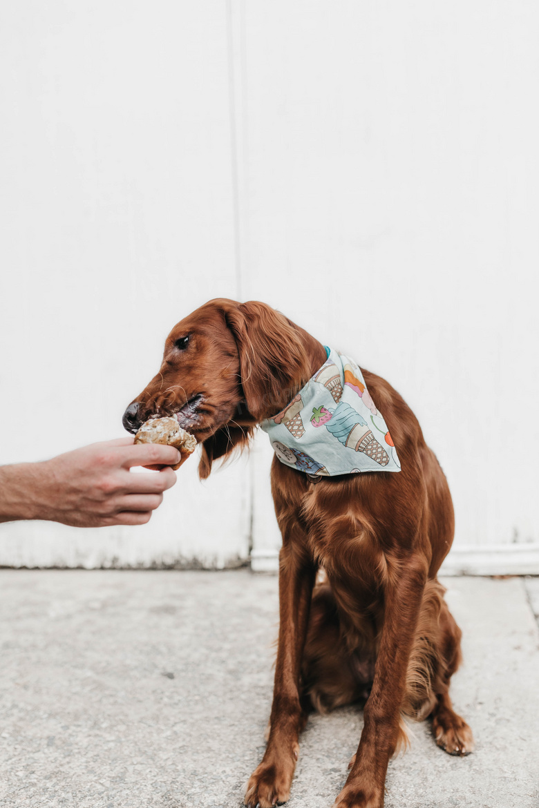 纯种美系金毛犬贪吃图片