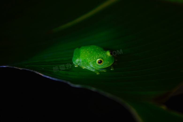 绿色台湾树蛙图片