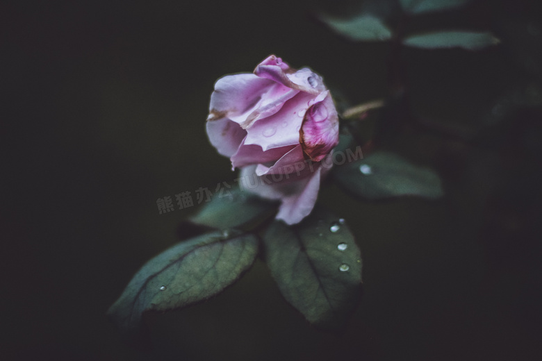 枯萎的粉色玫瑰花
