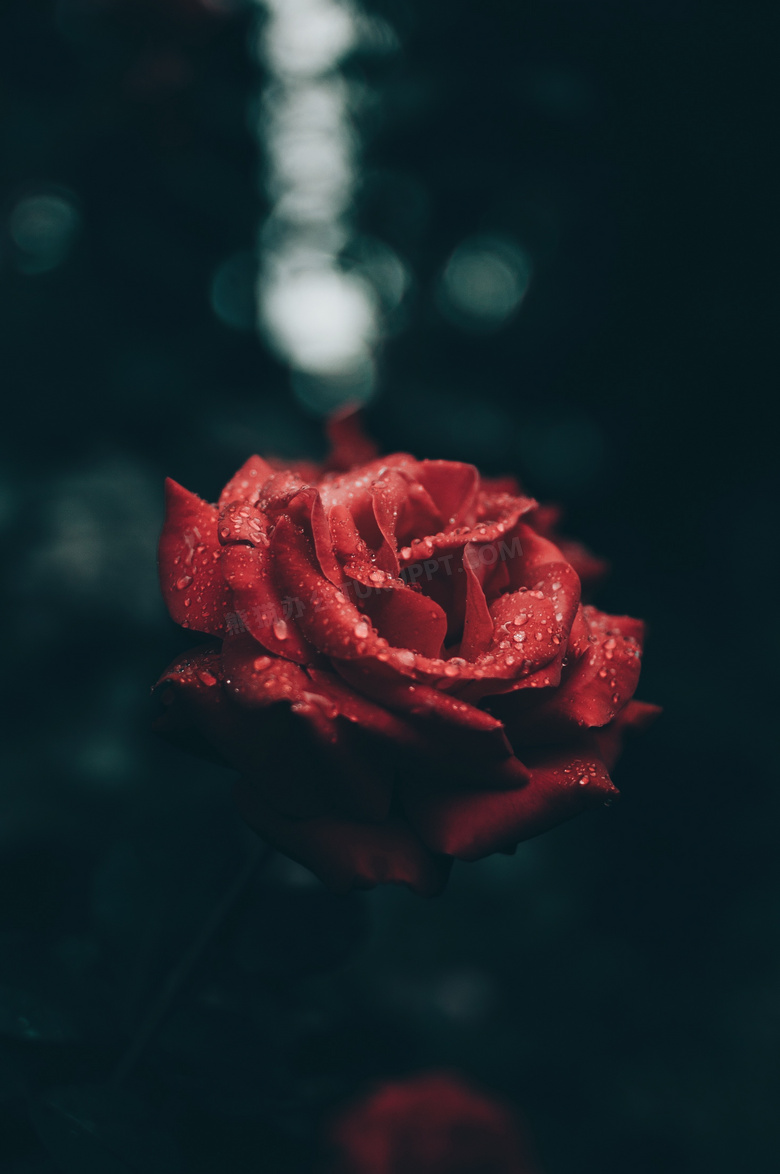 忧伤的玫瑰花唯美图片图片