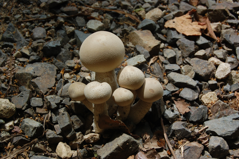白色蘑菇包图片