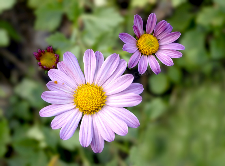 淡紫色菊花花朵图片
