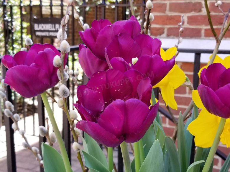 花圃郁金香花朵图片