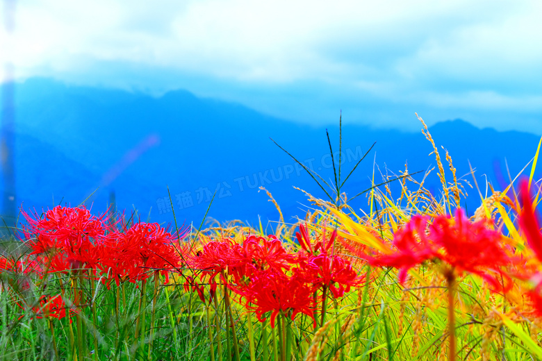 蓝色彼岸花 花语图片