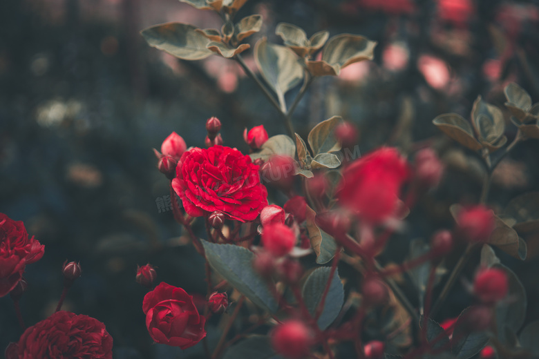 红玫瑰鲜花唯美图片