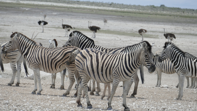 纳米比亚斑马群图片