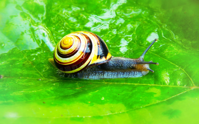 绿叶上的小蜗牛图片