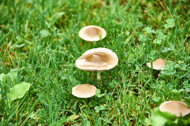 雨后清新小蘑菇图片