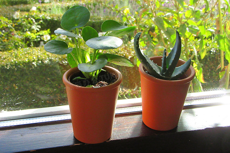 窗台绿色植物盆栽图片