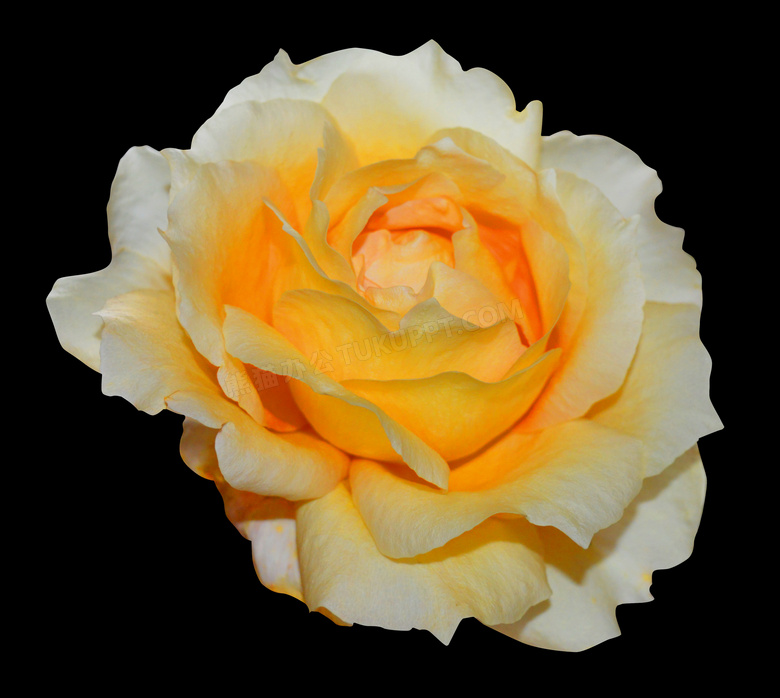 黄白色玫瑰花朵图片