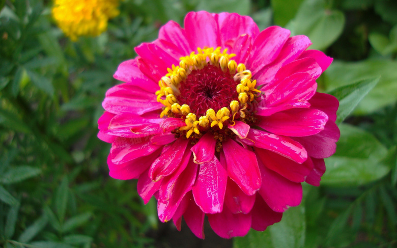 百日菊花朵特写图片