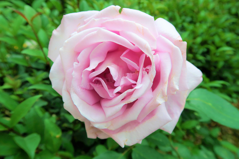 淡粉色玫瑰花朵图片