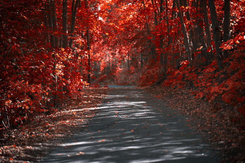 秋天红色树林风景图片