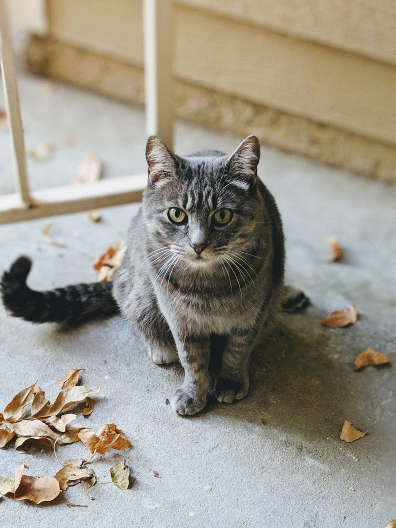 灰色狸花猫图片