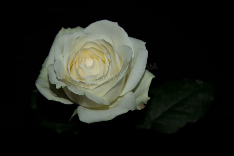 白色玫瑰鲜花图片