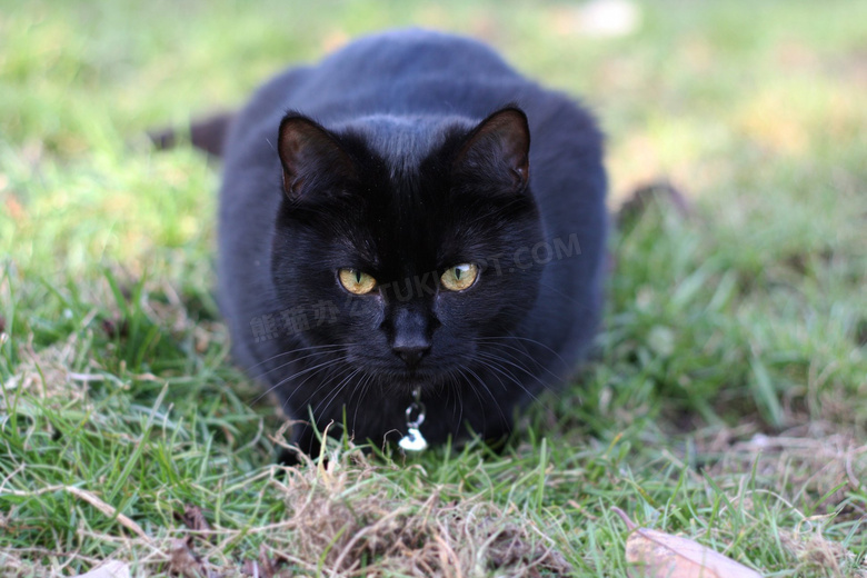 纯黑色猫咪图片