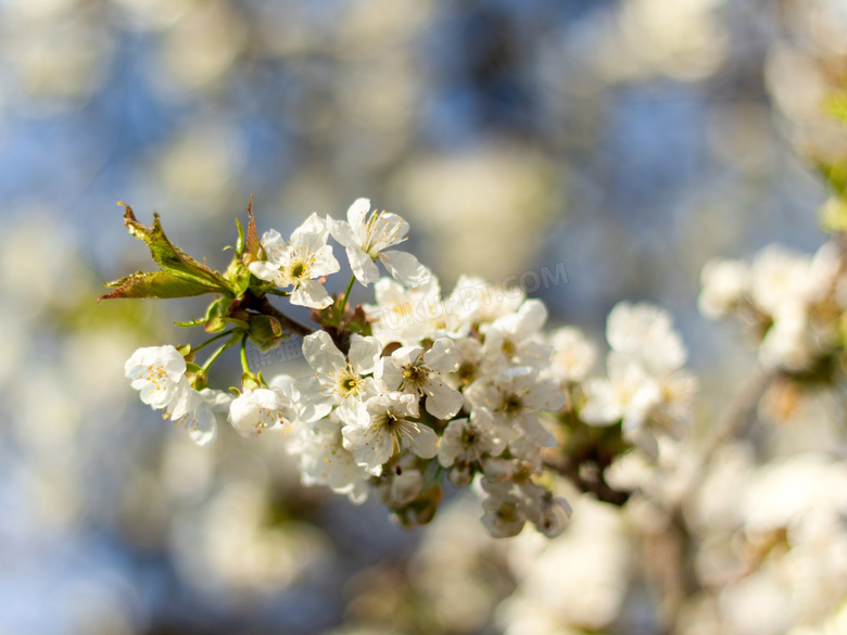初春白色樱花摄影图片