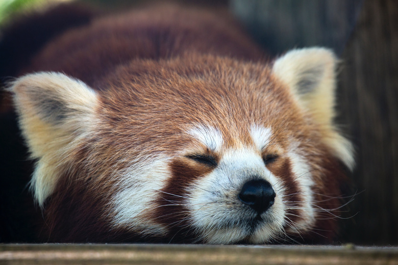 可爱小浣熊睡觉图片