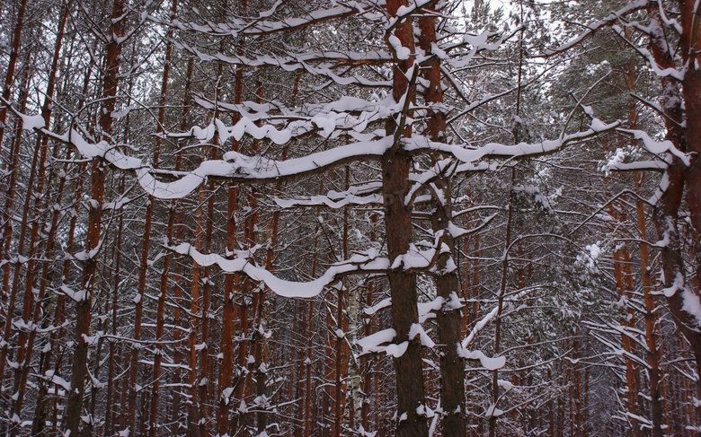 寒冬树林雪景图片